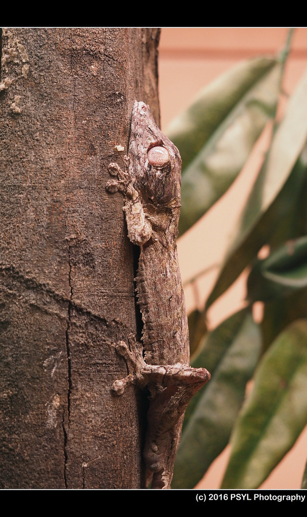 Frilled leaf-tailed gecko (Uroplatus henkeli)