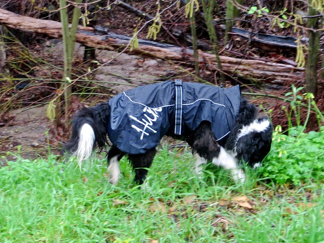 walter loves his raincoat