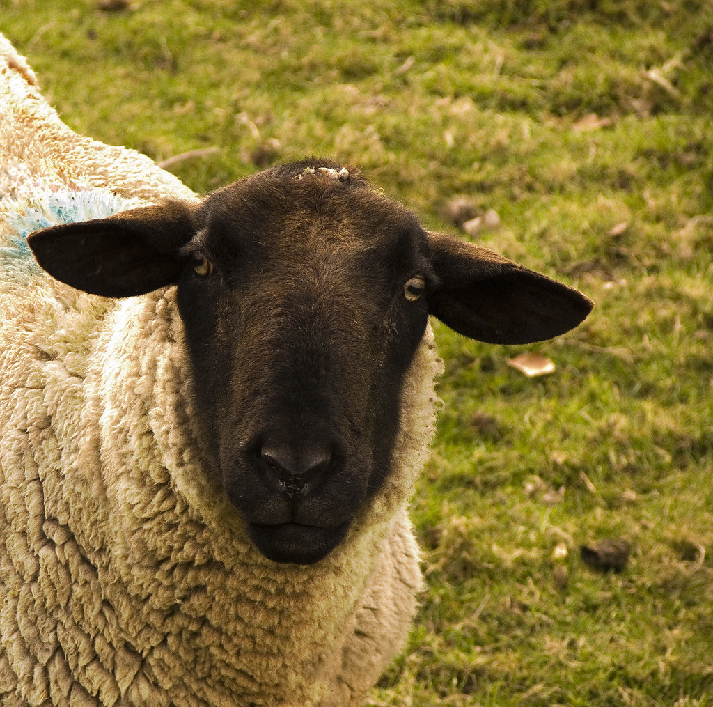 a-black-sheep-idiom-meaning-and-quiz-learn-english