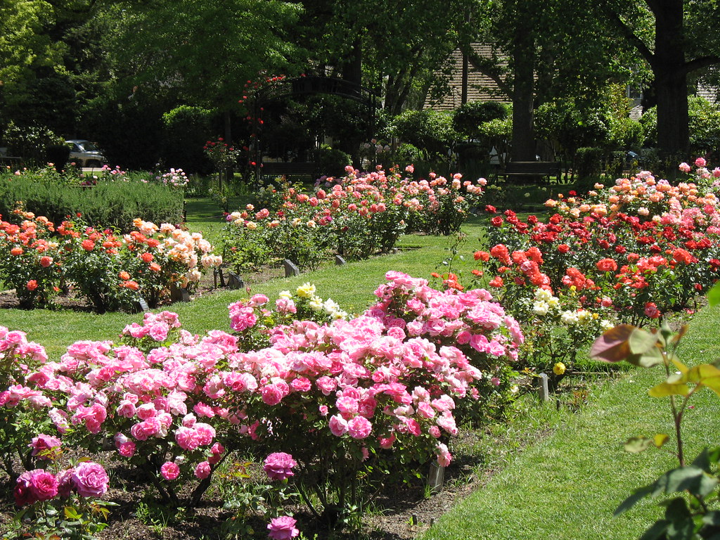 Mckinley Park Rose Garden Jan Yarnot Flickr