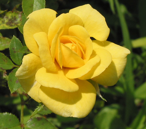 Yellow Tea Rose | Looks huge huh... bout as big as yer thumb ...
