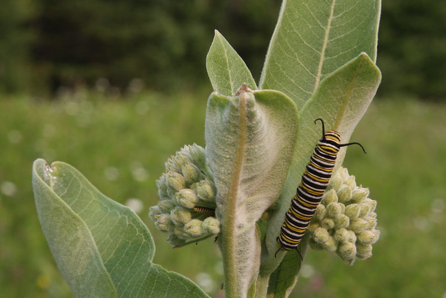 monarch_caterpillar--20150702
