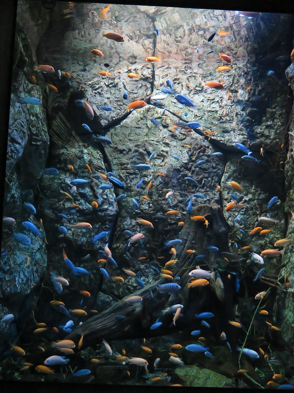 A school of blue and orange fish at the Parque Explora Aquarium