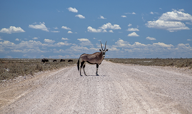 NAMIBIA & KRUGER por libre: 21 días Very WILD - Blogs de Africa Sur - Parque Nacional ETOSHA (11)