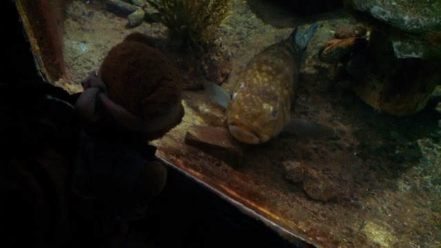 Kuma Bear at the Aquarium