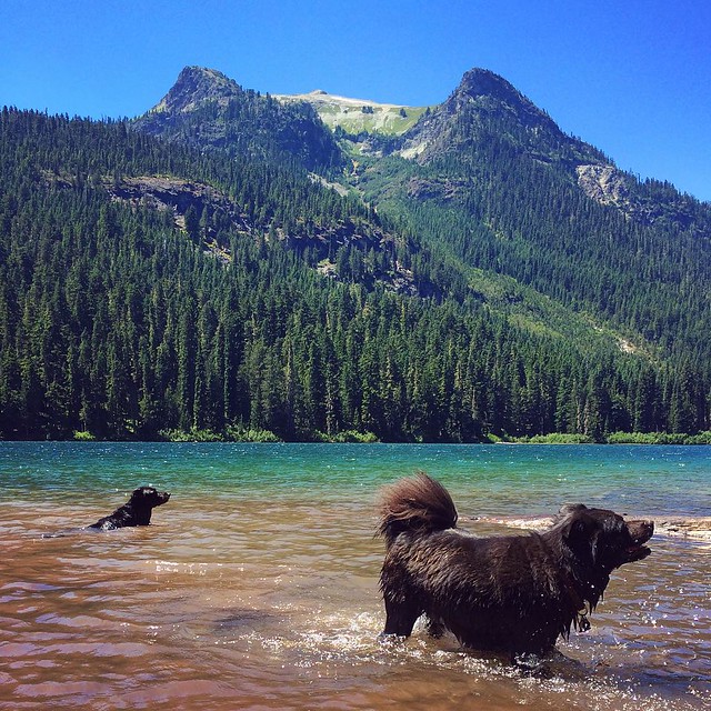 Maggie and Bear Cub cool down in Hyas Lake.