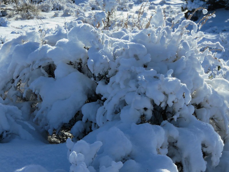 Snow covered sagebrush