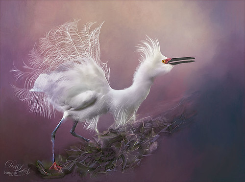 Image of a Snowy Egret