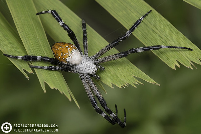 Tent Spider- Cyrtophora moluccensis ♀