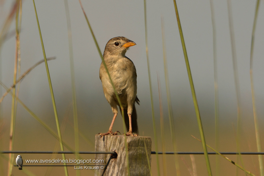 Coludo grande (Wedge-tailed grass-finch) Emberizoides herbicola