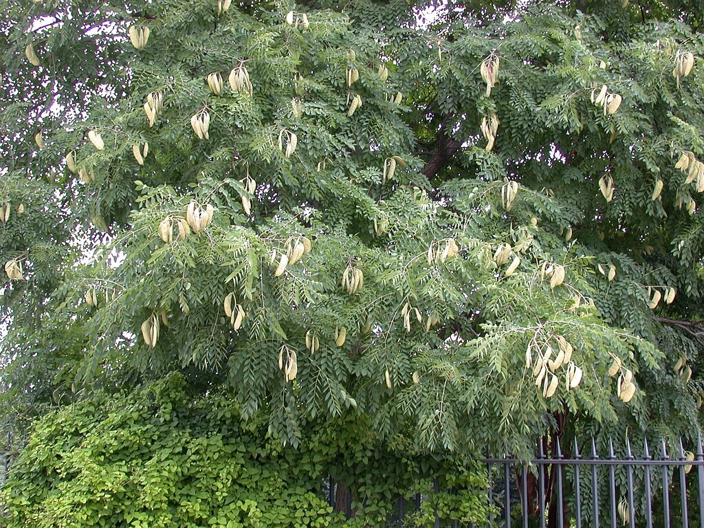 Kentucky coffeetree (Gymnocladus dioicus)