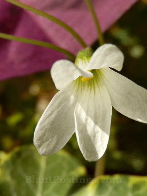 oxalis flower