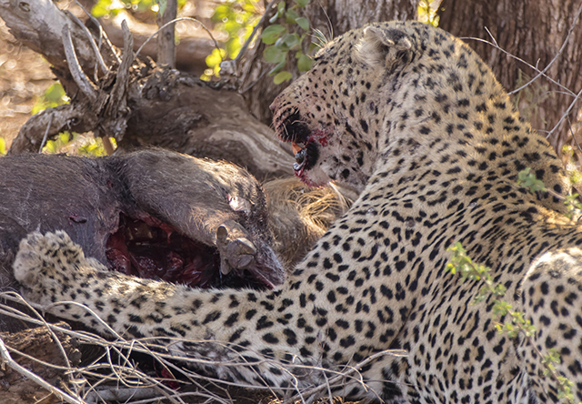 Parque Nacional KRUGER por libre (incluye vídeos) - NAMIBIA & KRUGER por libre: 21 días Very WILD (17)