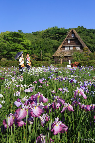 Japanese Iris Flower Festival 2015