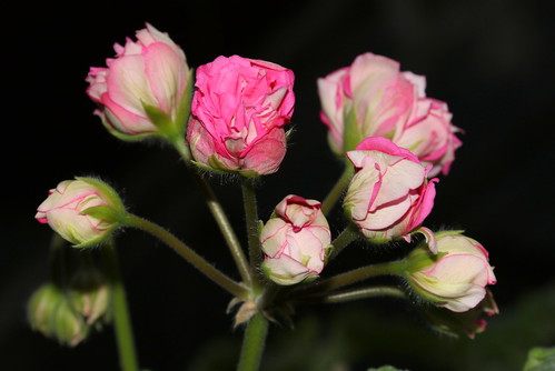 Not a rose :-). Pelargonium cultivar 'Unicorn Zonartic Rose'.