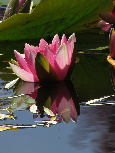 The Pond with Waterlilies in Monet's Garden