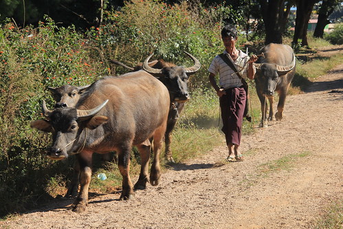 Local man leading his buffalo back from the fields