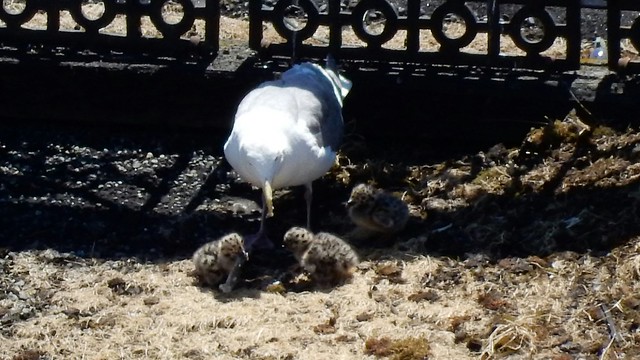 Finding the Baby Gulls