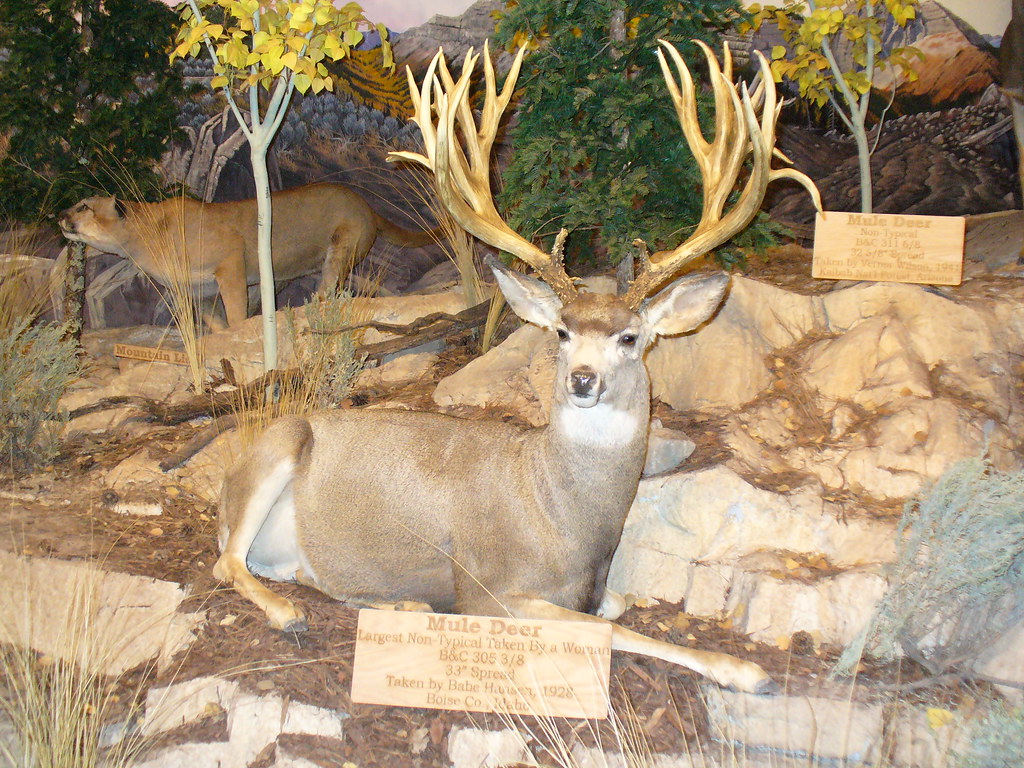 mule-deer-largest-non-typical-mule-deer-taken-by-a-woman-flickr