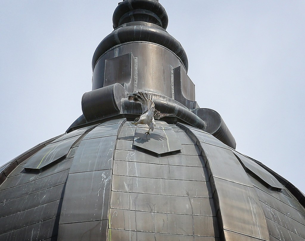 Baby hawk slides around on dome of Most Holy Redeemer church