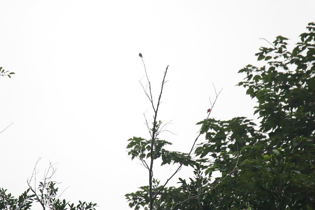 灰喉山椒鳥
