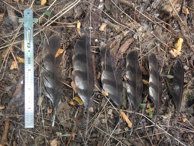 Cooper's Hawk Feathers