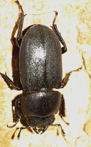 Beetle 9289