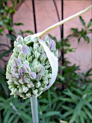 Garlic seed ball