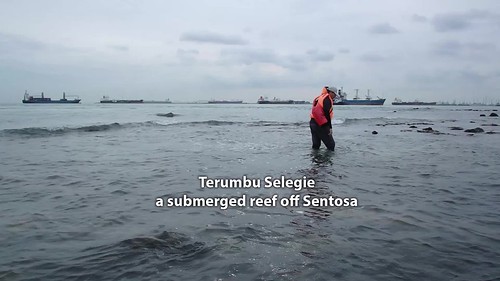 Living shores of Terumbu Selegie