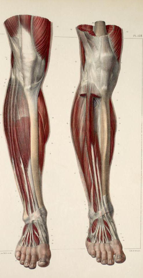 141 - Muscles and tendons of the lower leg and foot | Flickr