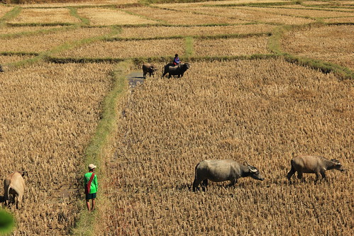 Buffalo, Myanmar