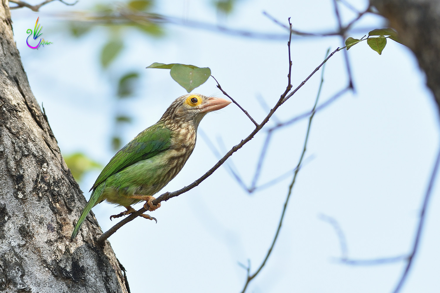 Lineated_Barbet_6120