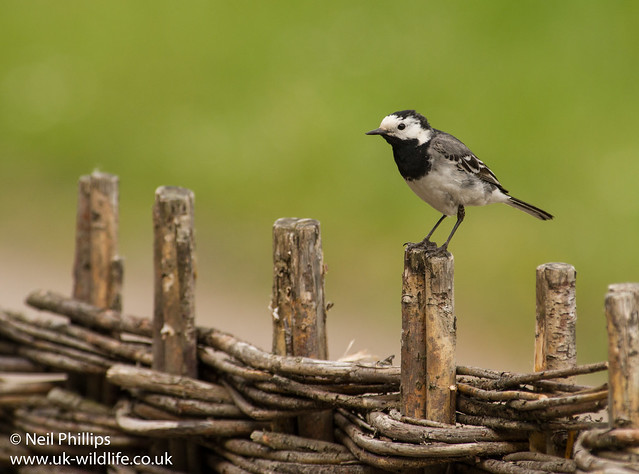pied wagtail 2