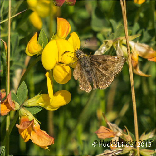 Dingy Skipper Butterfly