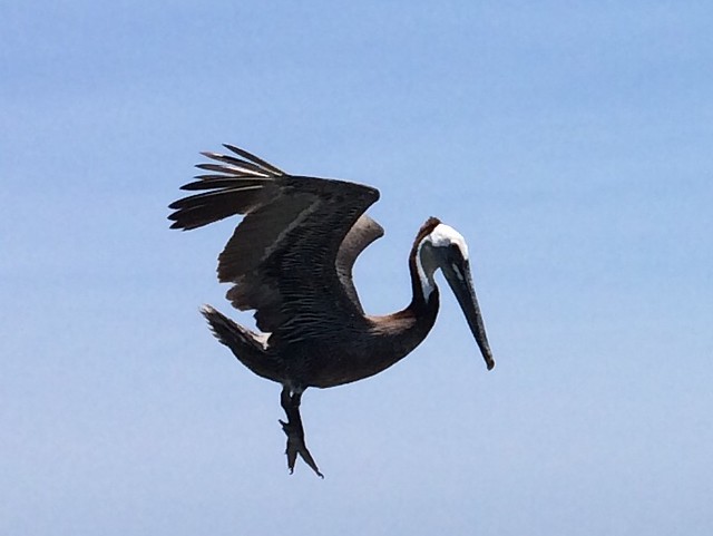 teller's shot of a pelican