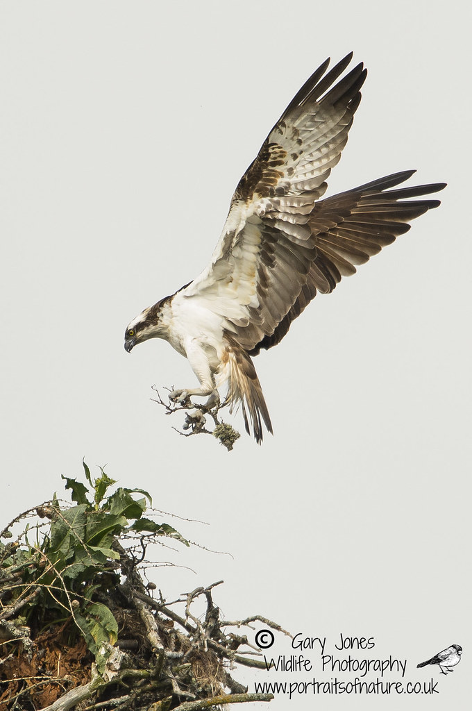 another stick comes in to the nest