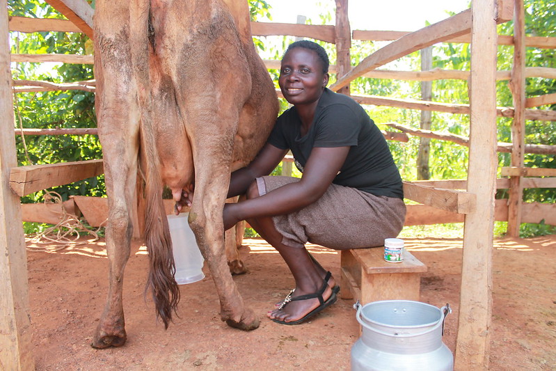 Village Based Dairy Advisor (VBDA) recruited and trained by Farm Inputs Promotion Africa (FIPS)