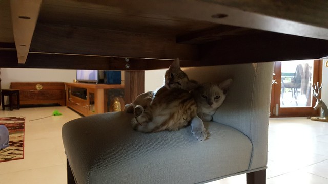 Cuddled up together on a dining room chair