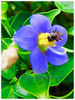 Exacum affine (Persian Violet, Exacum Persian Violet)