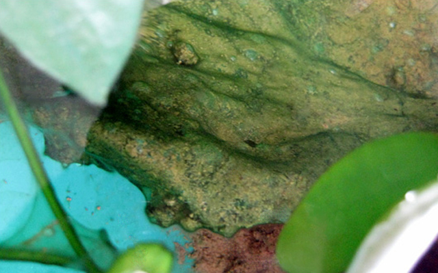 ランソウ 藍藻 臭い ビオトープ コケ 対策 除去