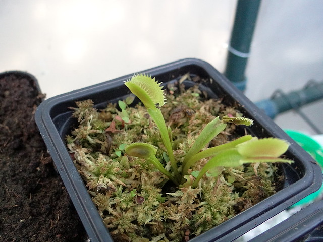 Dionaea ???