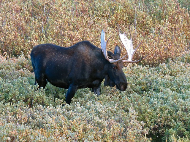 Moose in Sheridan County, WY 05