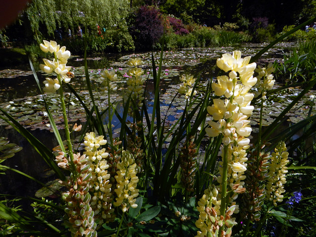 Flowers overlooking the pond in Monet's garden