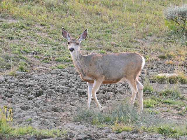 Mule Deer in Sheridan County, WY