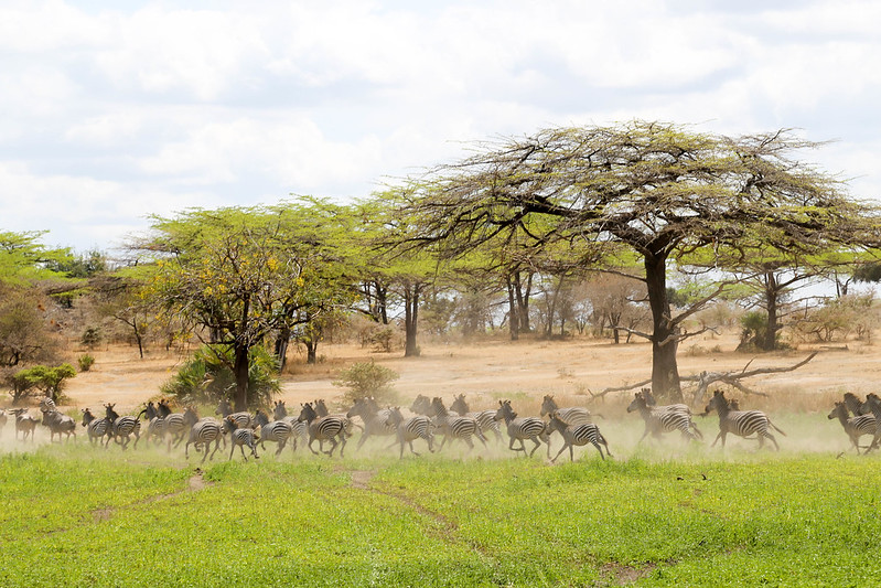 Selous National Park - Tanzania