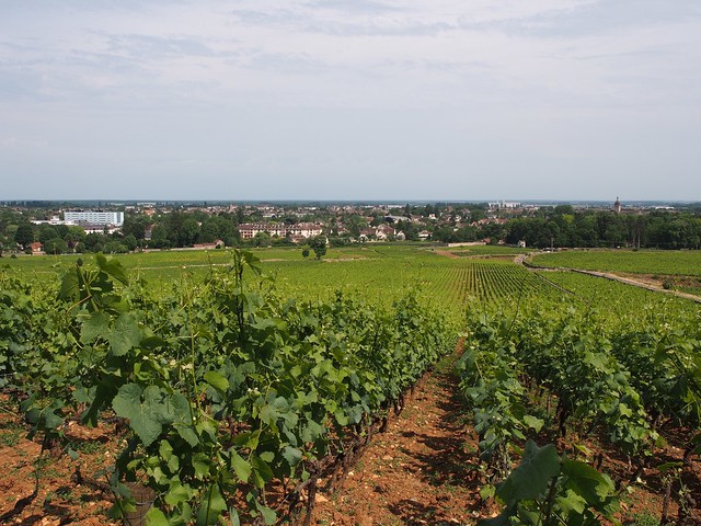 Beaune vineyards