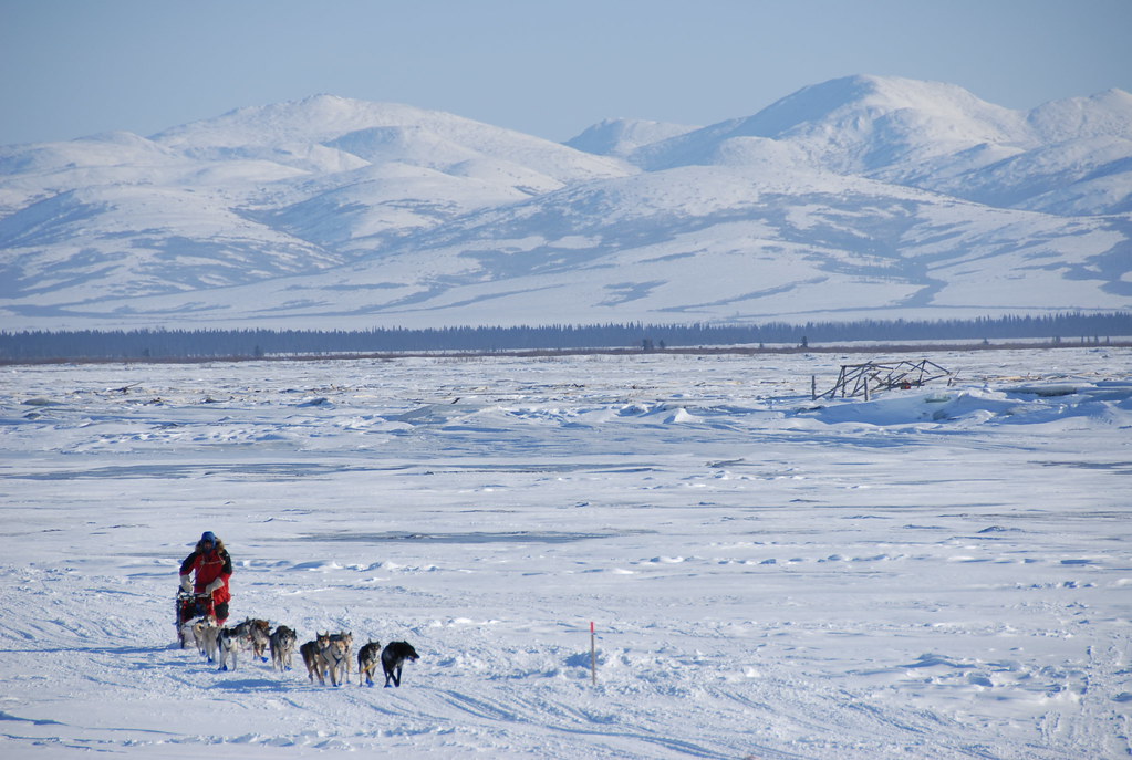 musher and sled dogs