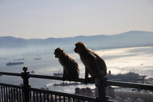 Les singes à Gibraltar