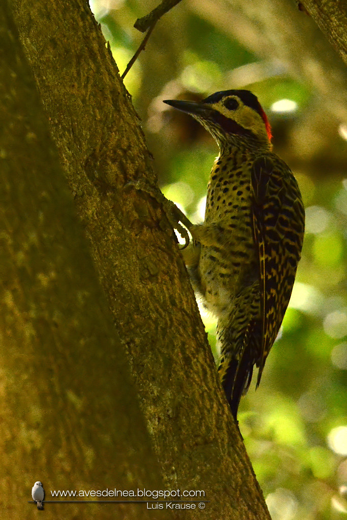 Carpintero real (Green-barred Woodpecker) Colaptes melanochloros
