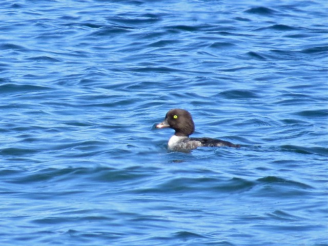 Barrow's Goldeneye at Gull Point on Yellowstone Lake in Yellowstone National Park in Park County, WY 01